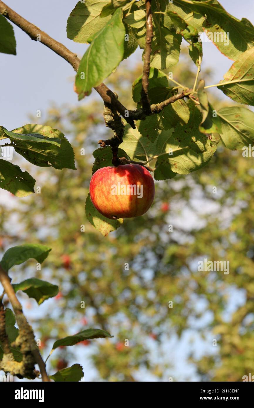 A beautiful shot of apples hanging from a tree in a garden Stock Photo ...