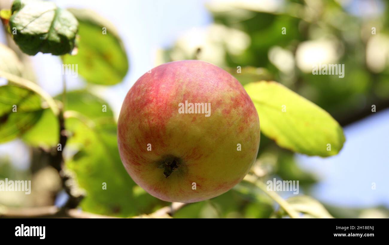 A beautiful shot of apples hanging from a tree in a garden Stock Photo ...