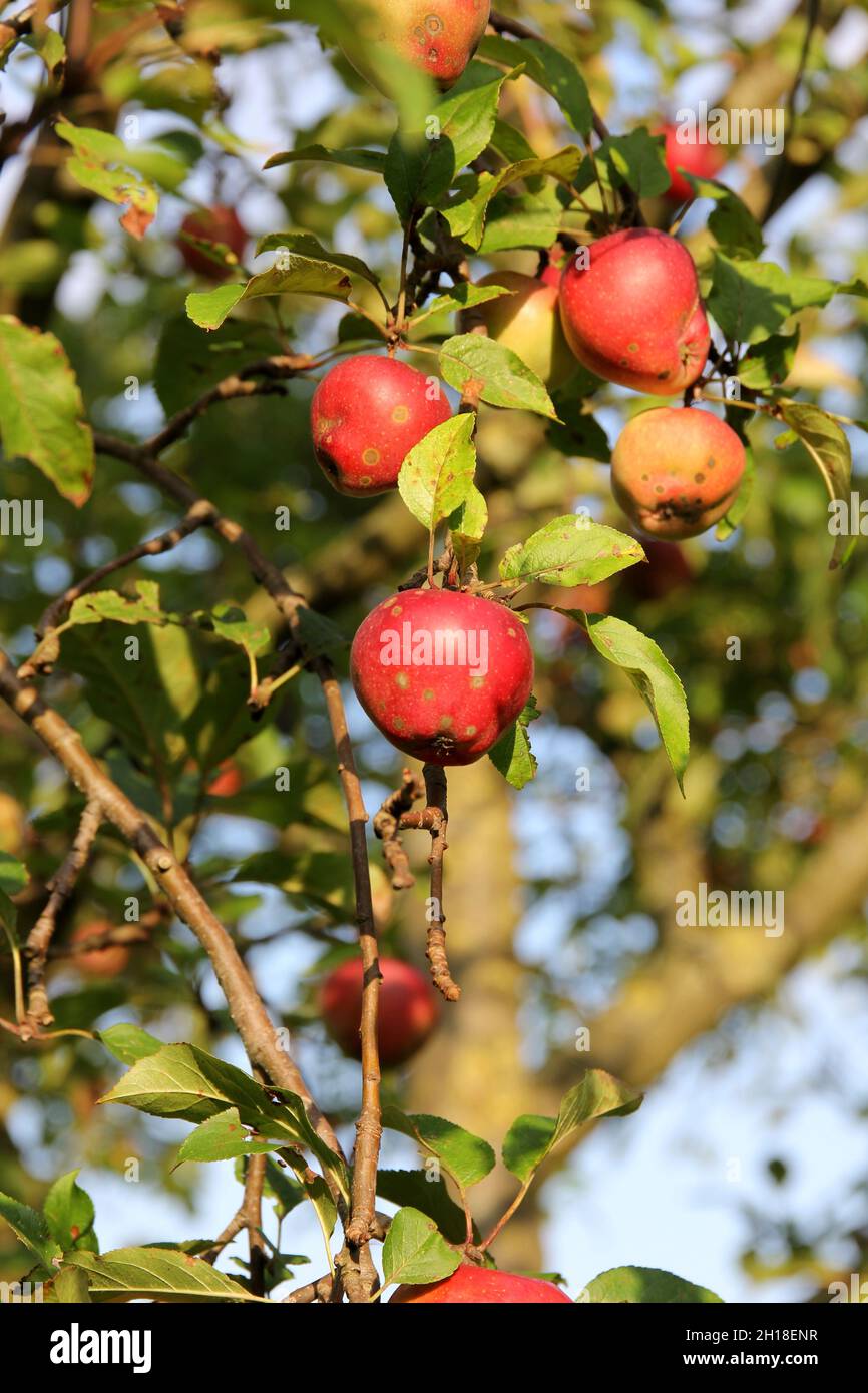 A beautiful shot of apples hanging from a tree in a garden Stock Photo ...
