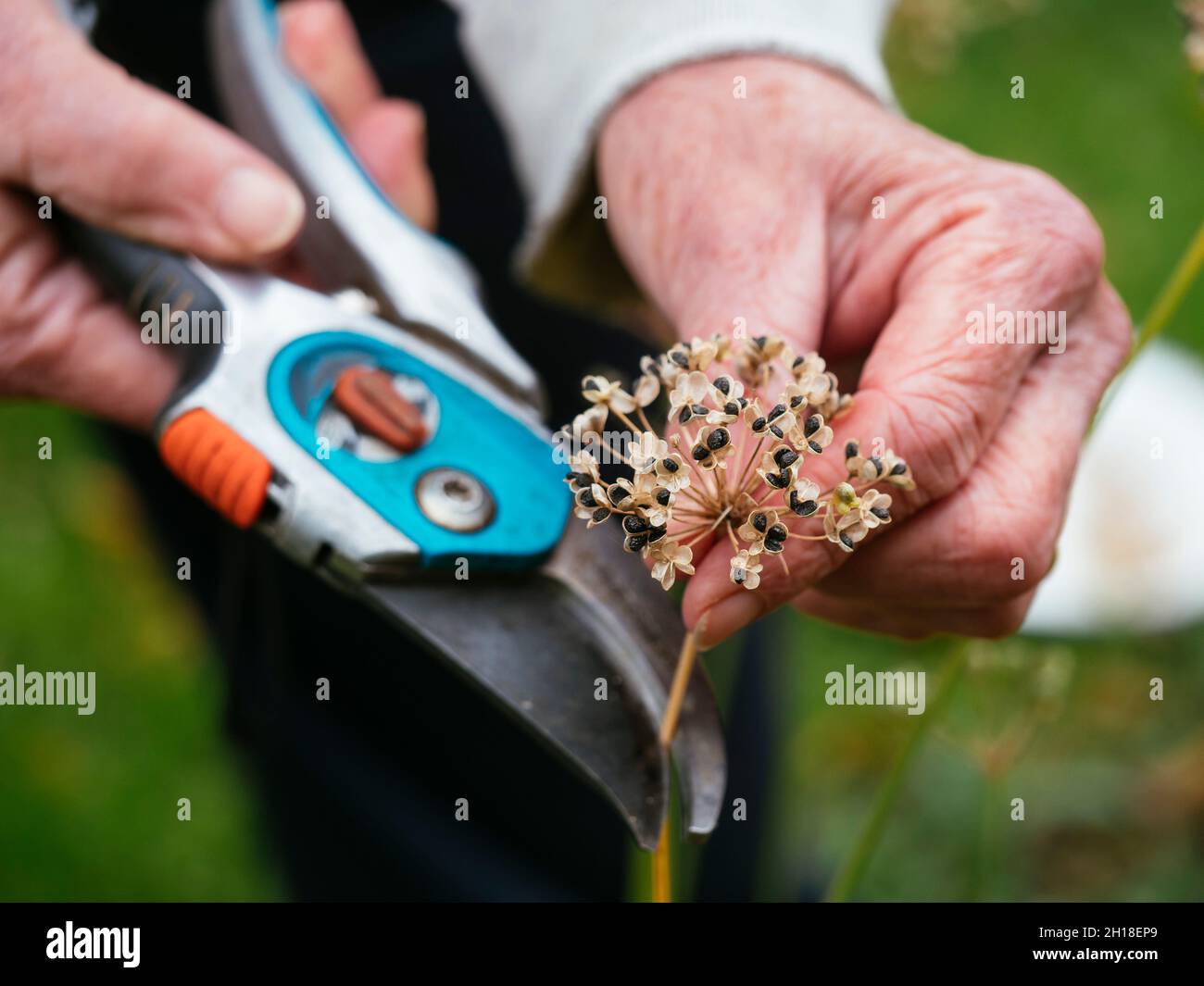 Gardener collecting garlic chives (Allium tuberosum) seeds. Stock Photo