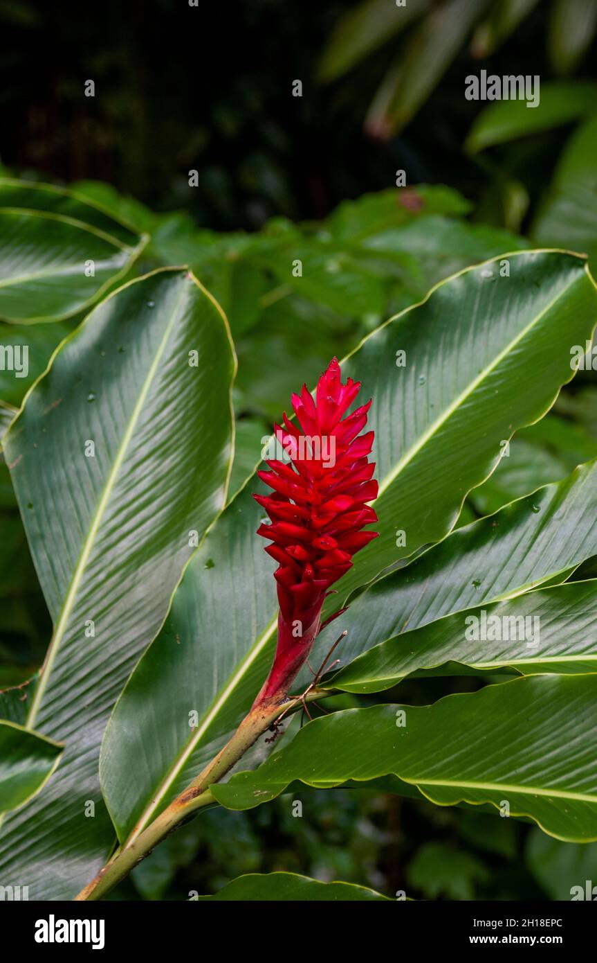 A close up of a red ginger flower. Dominica Island, West Indies. Stock Photo