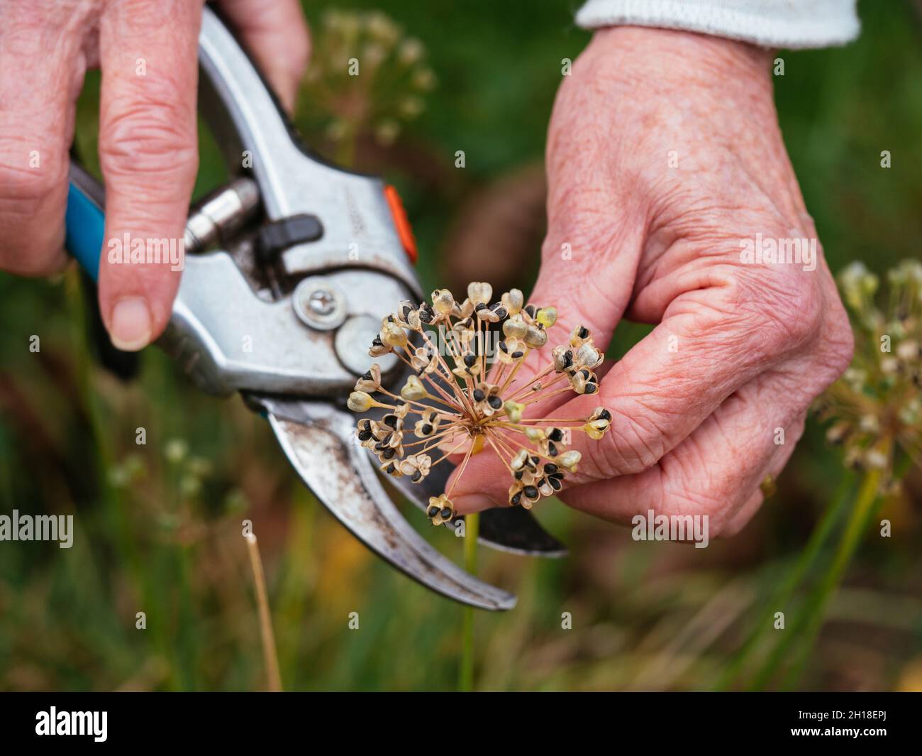 Gardener collecting garlic chives (Allium tuberosum) seeds. Stock Photo