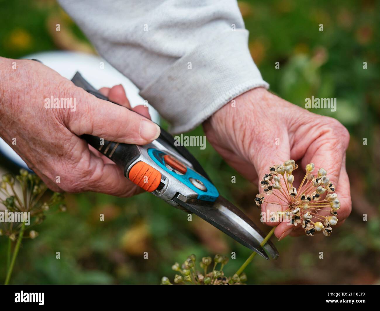 Gardener collecting garlic chives (Allium tuberosum) seeds. Stock Photo