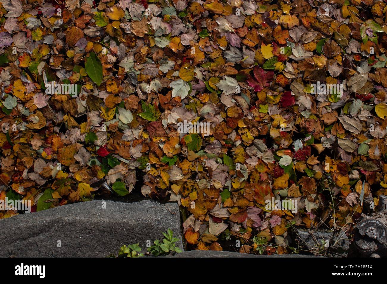 Floating red leaves hi-res stock photography and images - Alamy