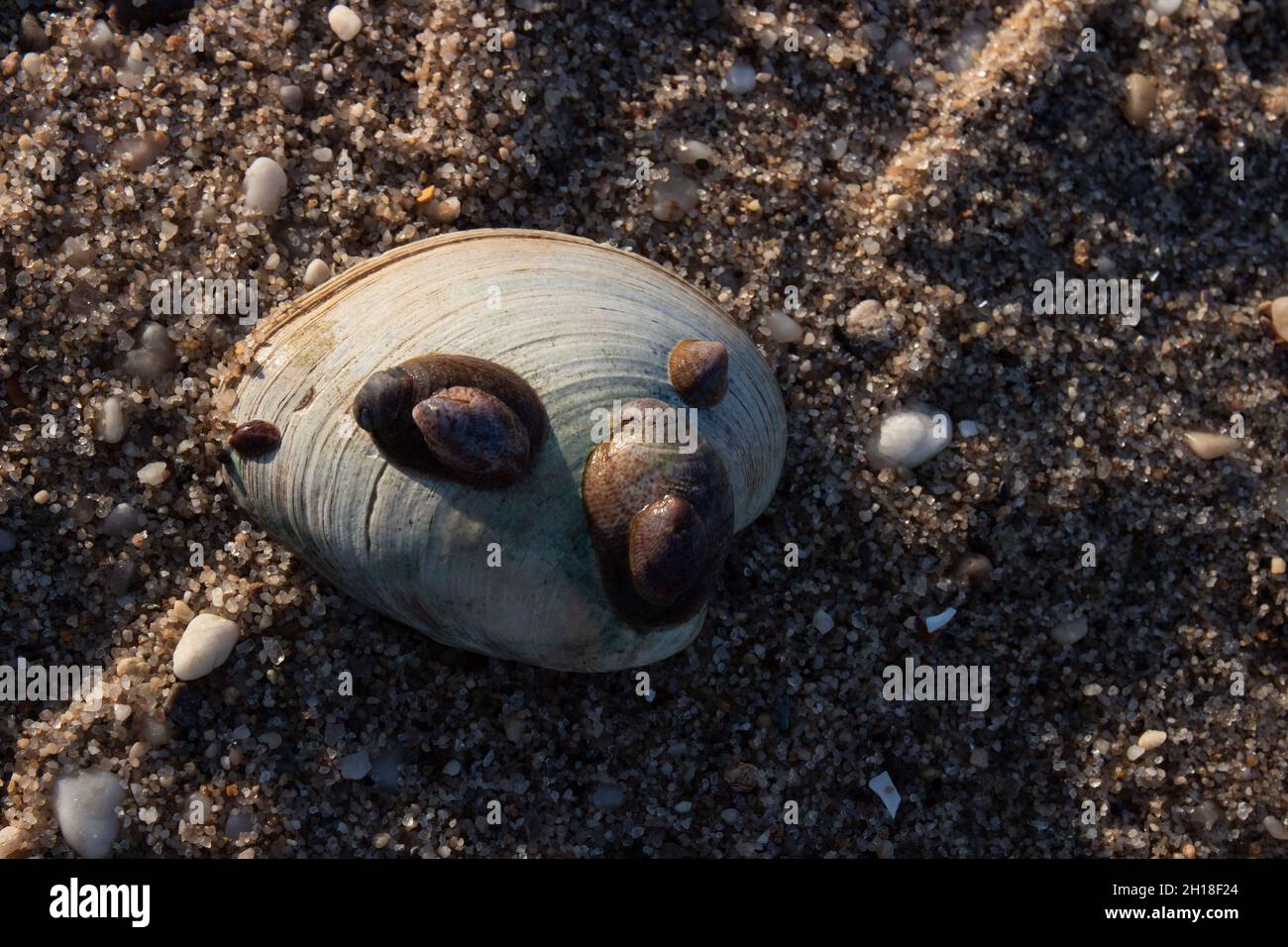Shells on Shells Stock Photo