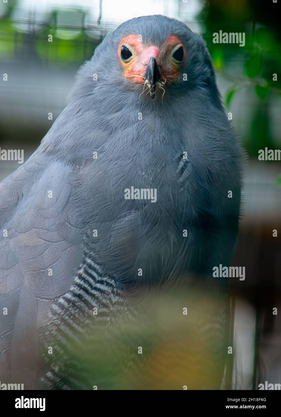 African harrier hawk hi-res stock photography and images - Alamy