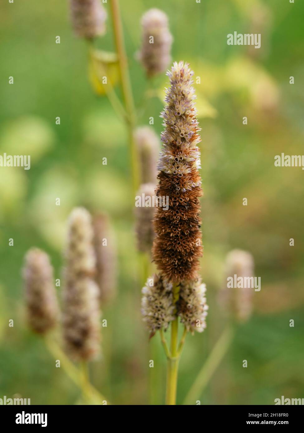 Seed head of a anise hyssop (Agastache foeniculum) plant in autumn