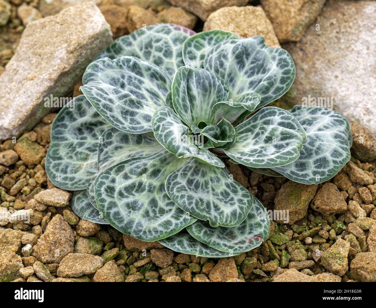Leaves of a variegated statice plant, Bukiniczia cabulica Stock Photo