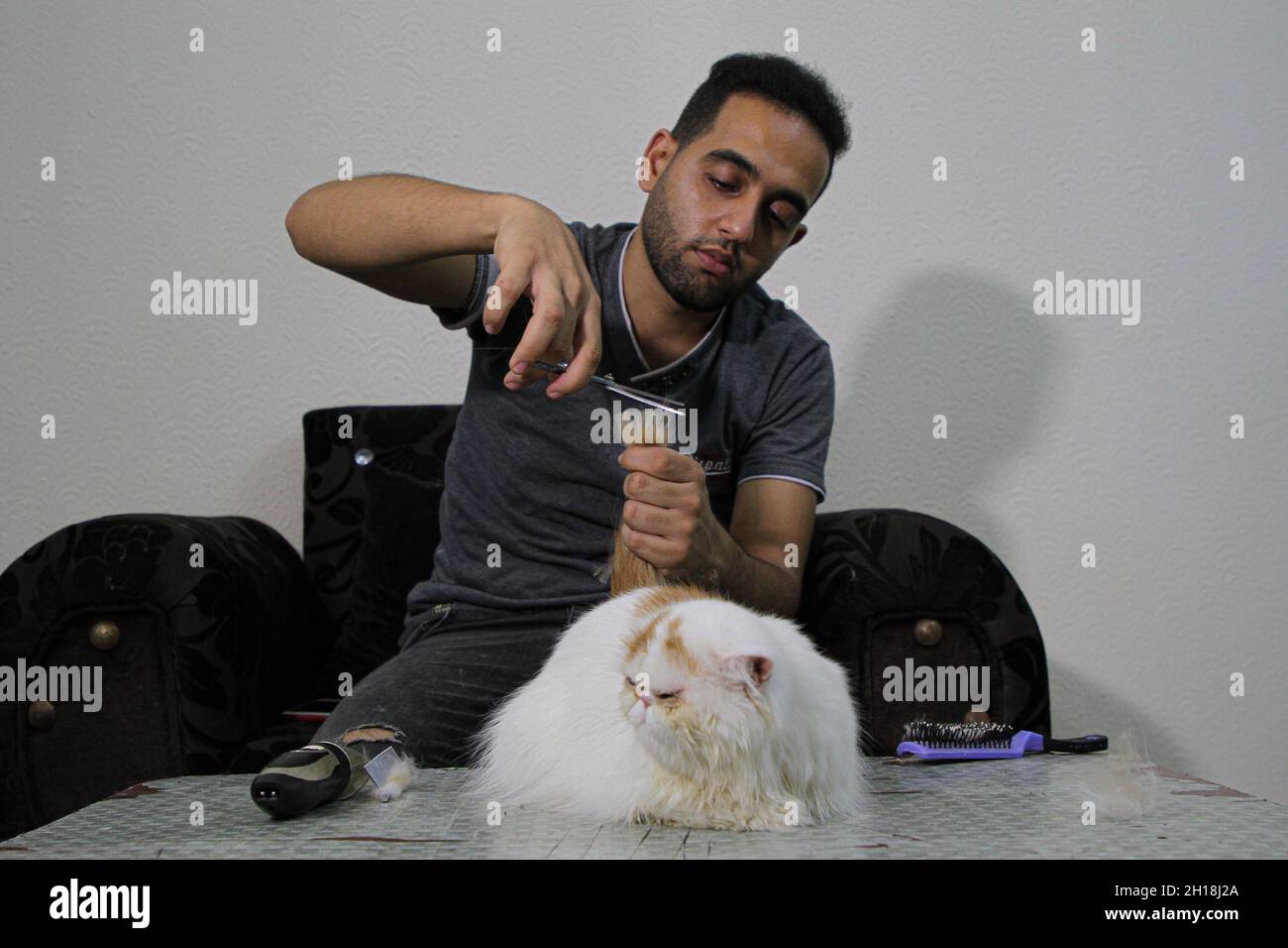 Gaza. 17th Oct, 2021. Palestinian Mohammad al-Madhoun cuts the hair of a cat at his cat beauty salon in Gaza City on Oct. 17, 2021. The 20-year-old man runs a salon for cats care. Credit: Rizek Abdeljawad/Xinhua/Alamy Live News Stock Photo