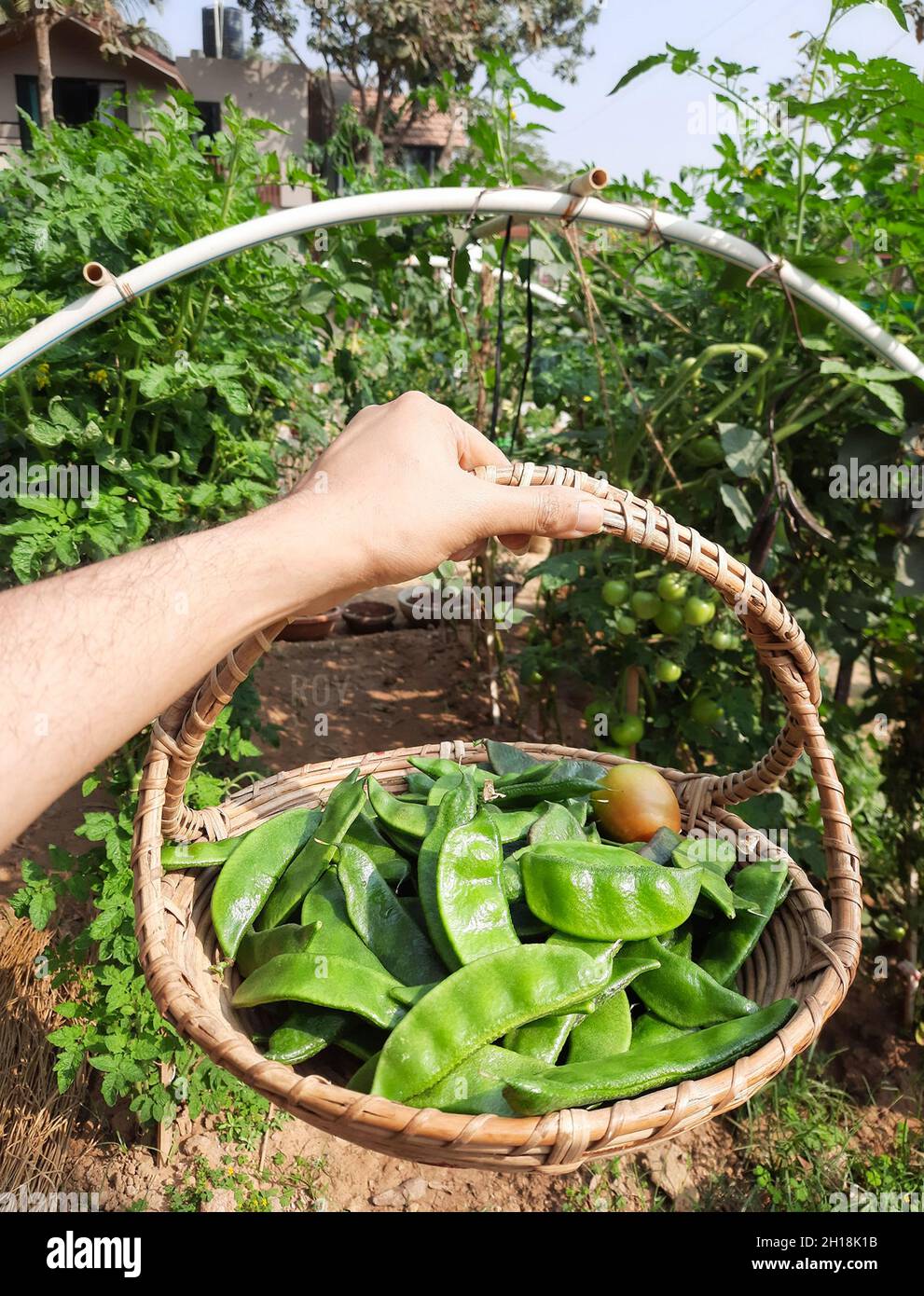 garden fresh beans cultivated in organic farming Stock Photo