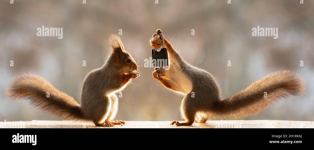 red squirrels are holding a lock with a key Stock Photo Alamy