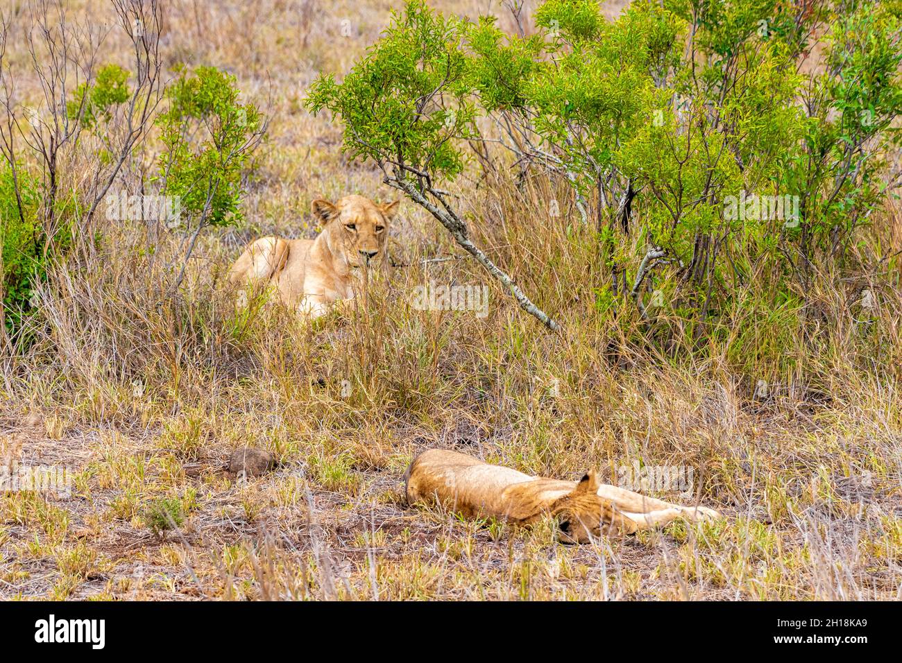 Young children lion cubs hi-res stock photography and images - Alamy