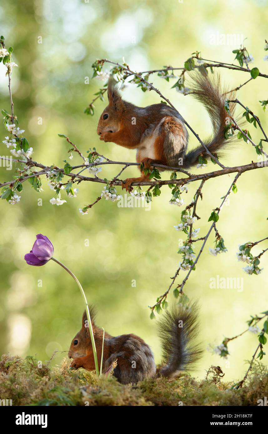 red squirrels are standing with purple tulip and in flower apple branches Stock Photo
