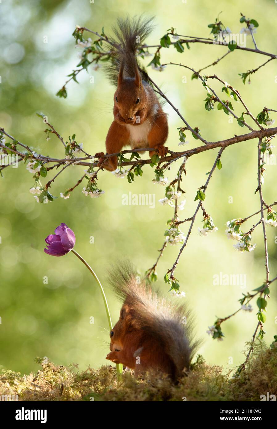 red squirrels are standing with a purple tulip and in flower cherry branches Stock Photo