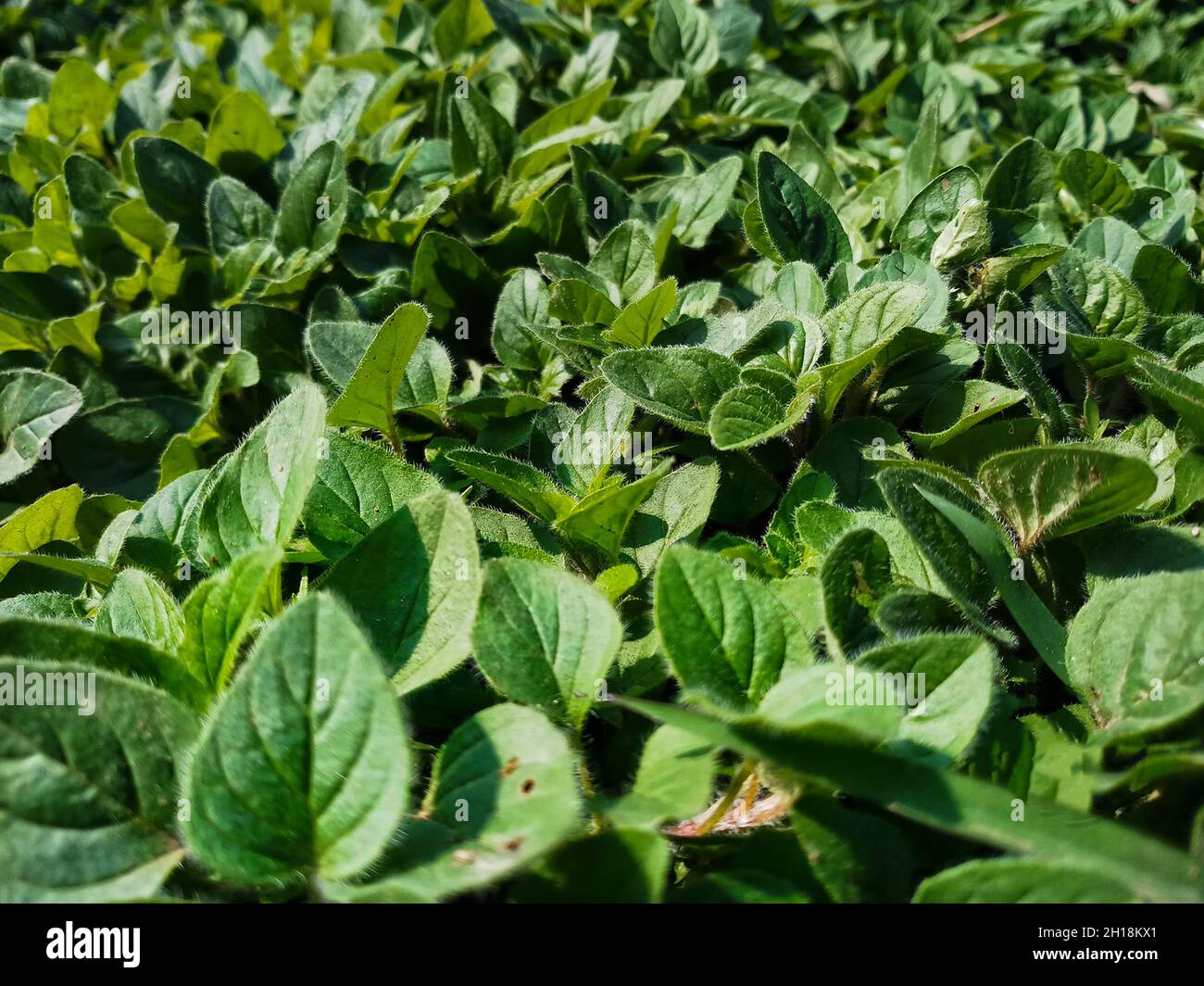 Oregano is a herb from the mint, or Lamiaceae family. People have used it for thousands of years to add flavor to dishes and to treat health condition Stock Photo