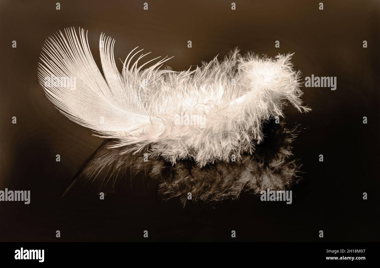 One white feather on a black background, macrophotography Stock Photo