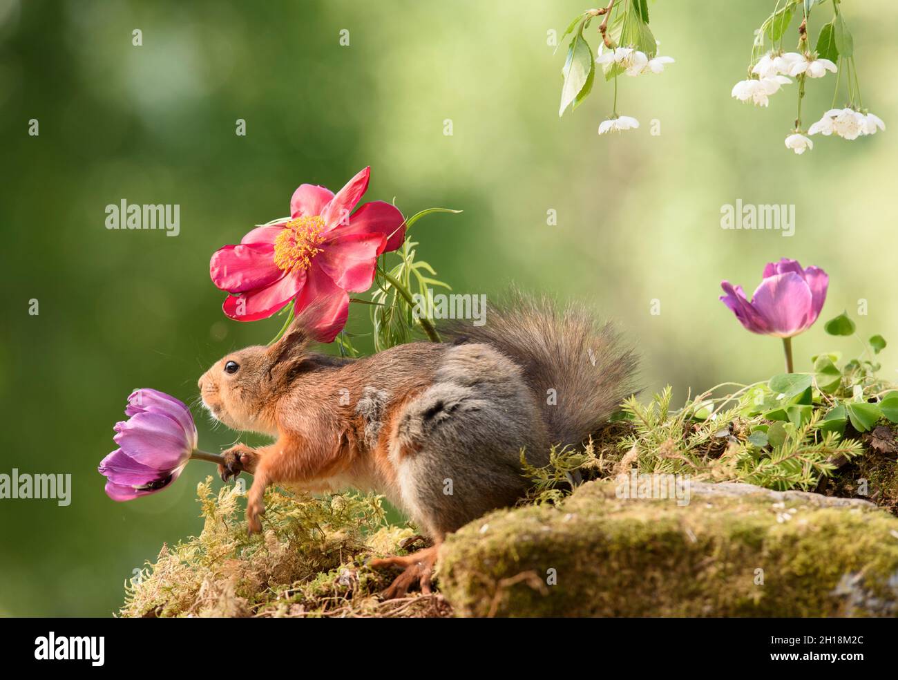red squirrel is holding a tulip flower under cherry flower branches Stock Photo