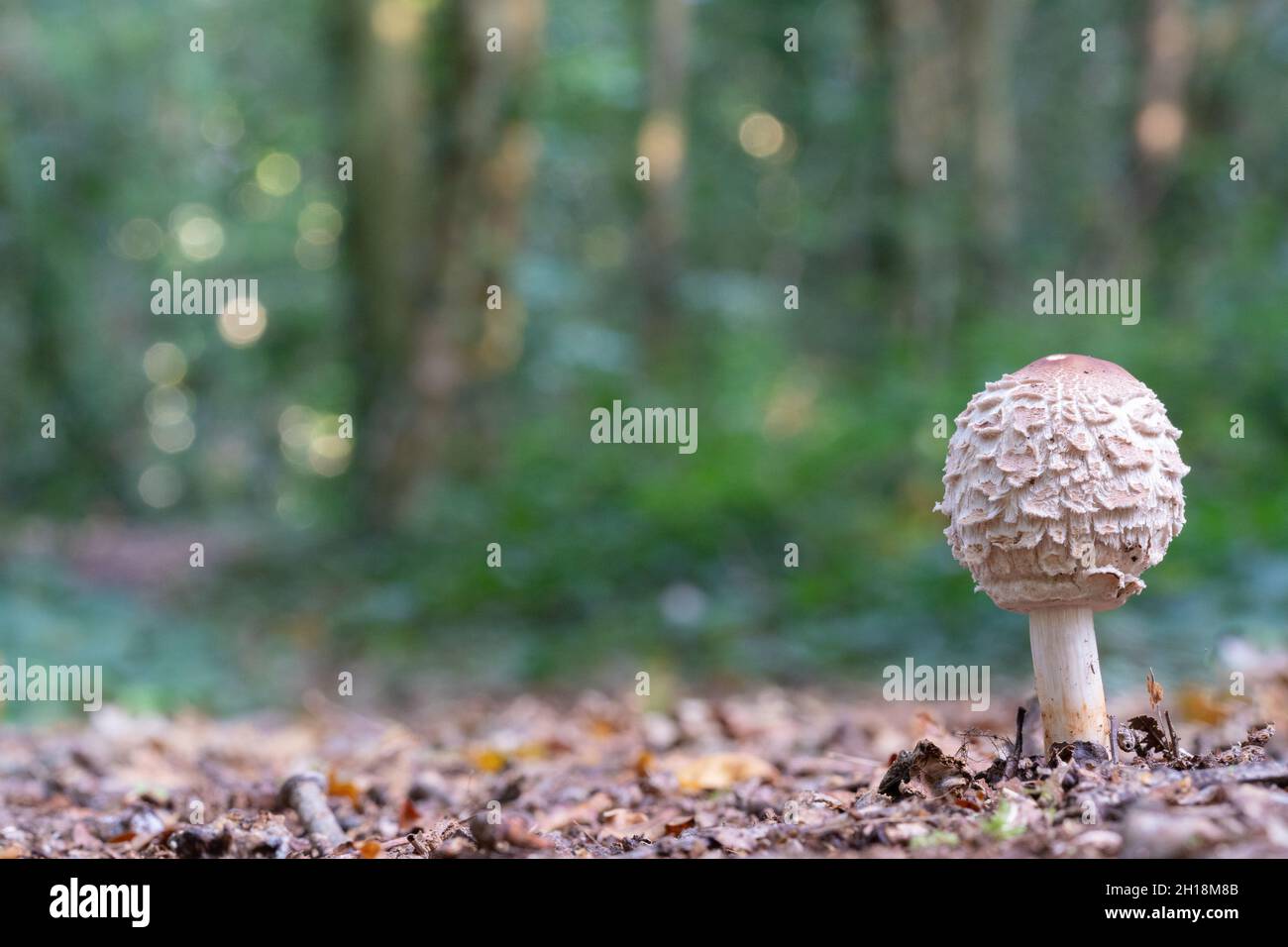 Shaggy parasol mushroom on Southampton Common Stock Photo