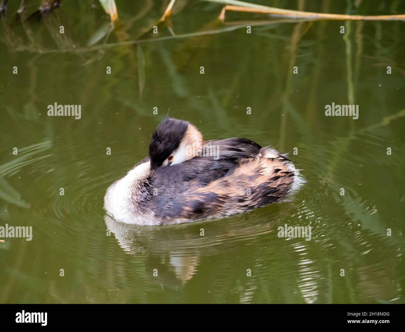 Great crested grebe, Podiceps cristatus, adult in non-breeding plumage resting in pond, Netherlands Stock Photo