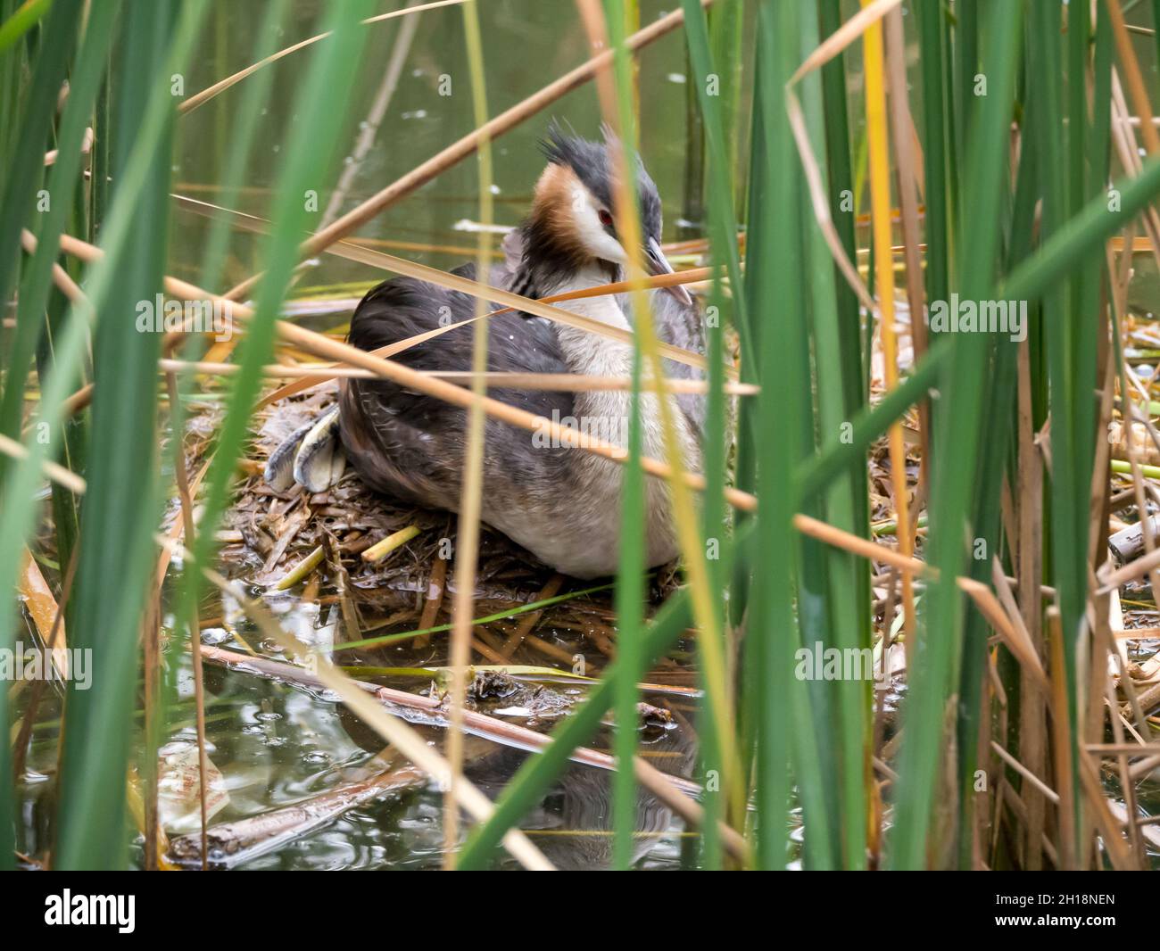 Great crested grebe, Podiceps cristatus, female adult on nest hiding in reed at water side, Netherlands Stock Photo