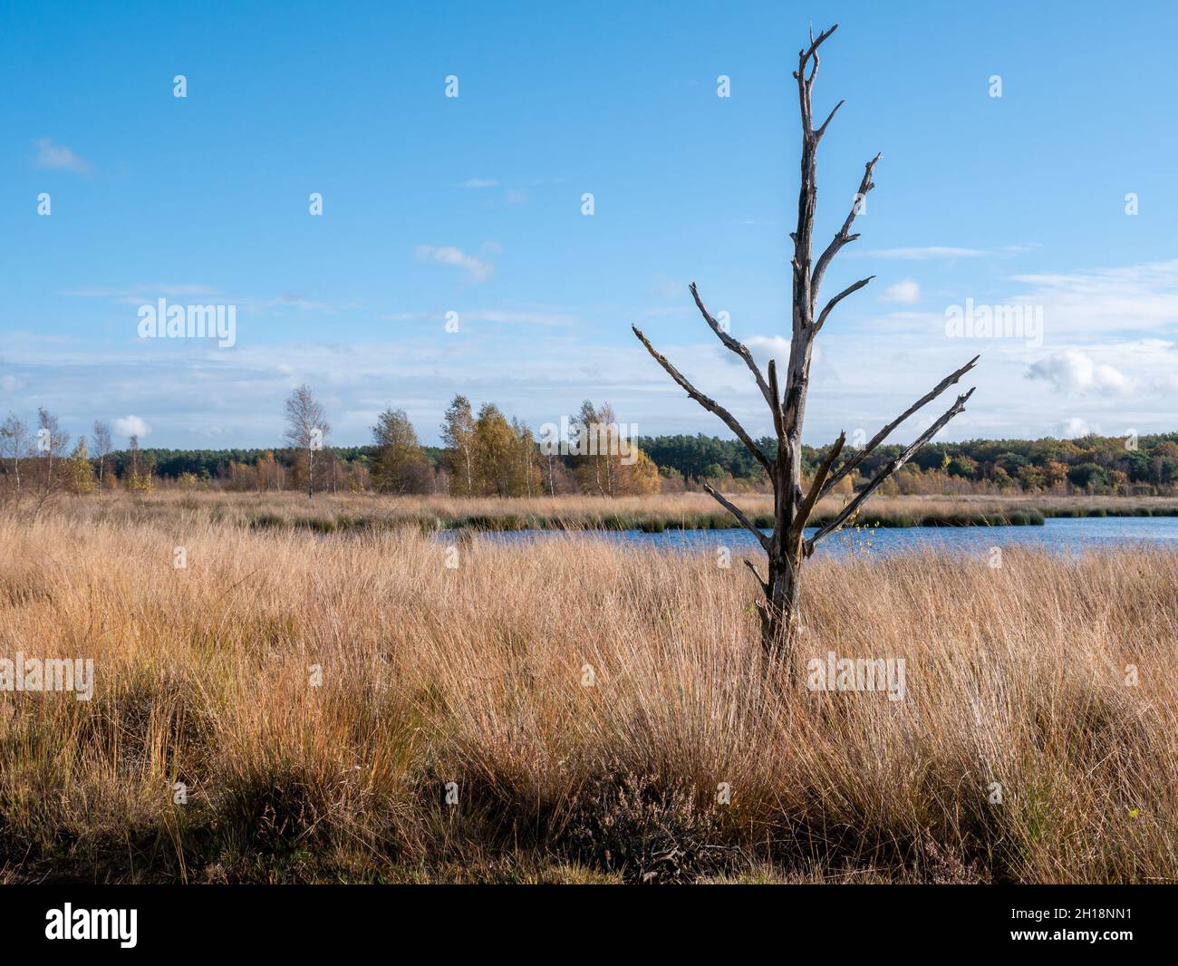 Moor grass, dead tree and water pool, peat bog in national park Dwingelderveld, Drenthe, Netherlands Stock Photo