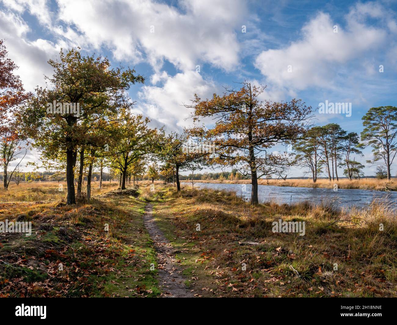 Footpath and water pool in boggy moorland of national park Dwingelderveld, Drenthe, Netherlands Stock Photo