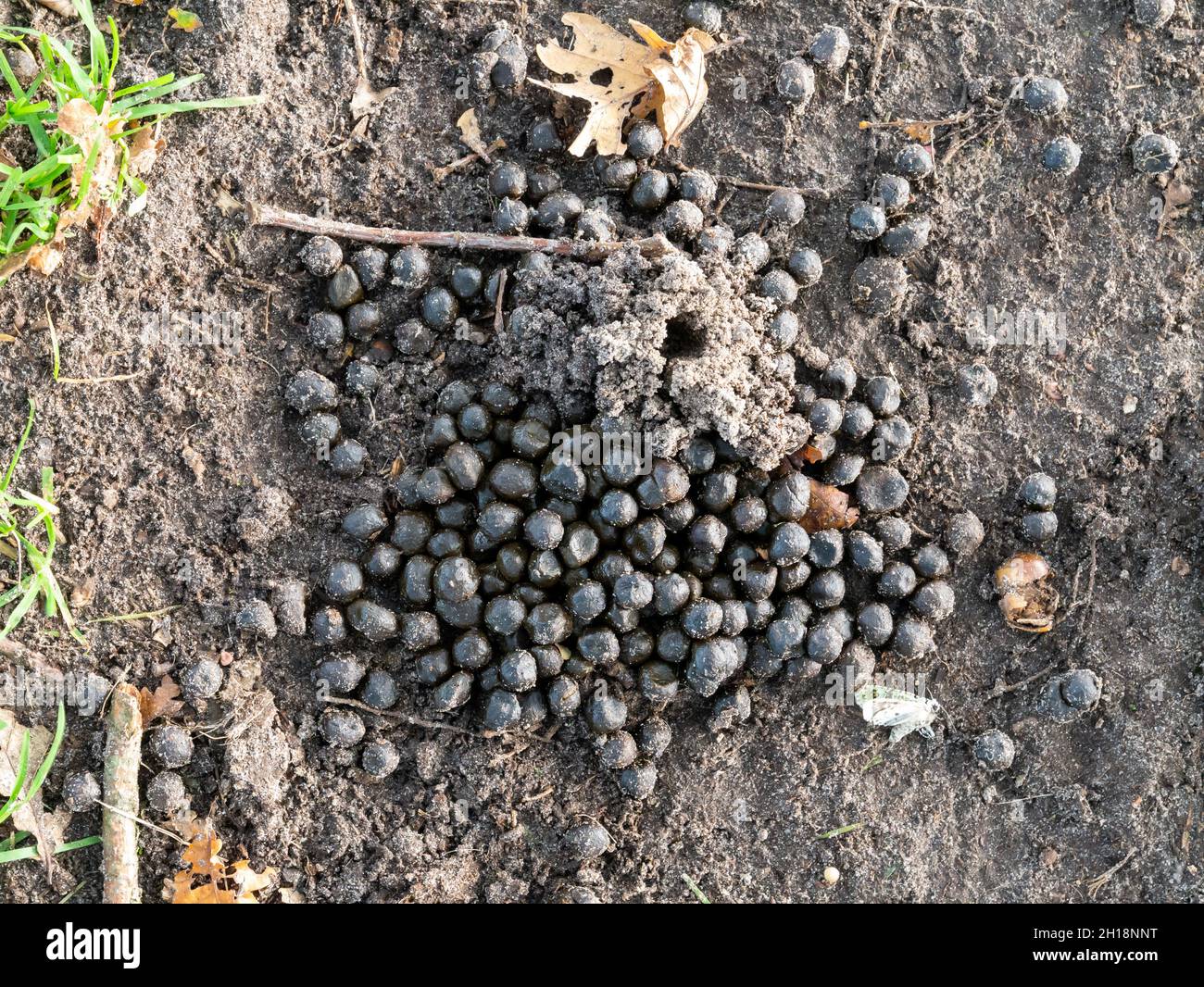Top view of small pile of sheep droppings, manure that can be used as