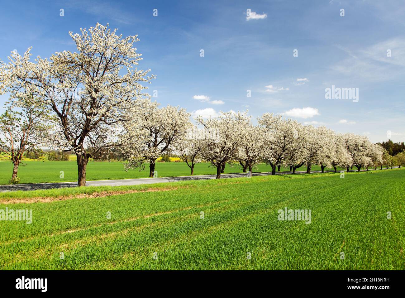 road and alley of flowering cherry trees in latin Prunus cerasus with beautiful sky. White colored flowering cherrytree Stock Photo