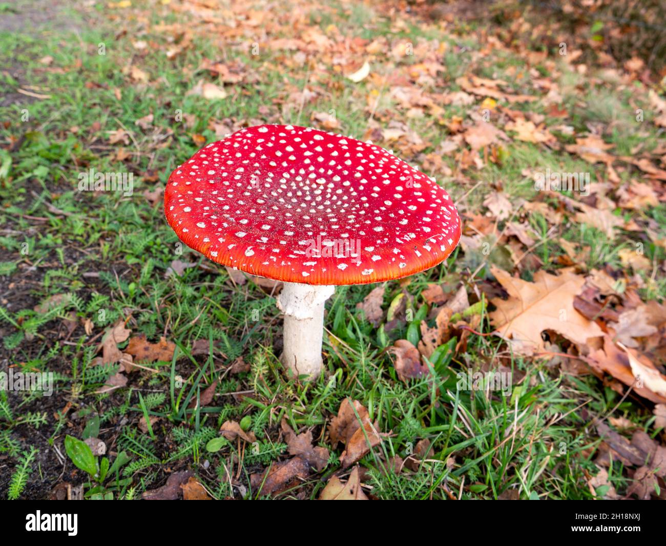 Fly agaric, Amanita muscaria, fruiting body of poisonous fungus in grass with autumn leaves, Netherlands Stock Photo