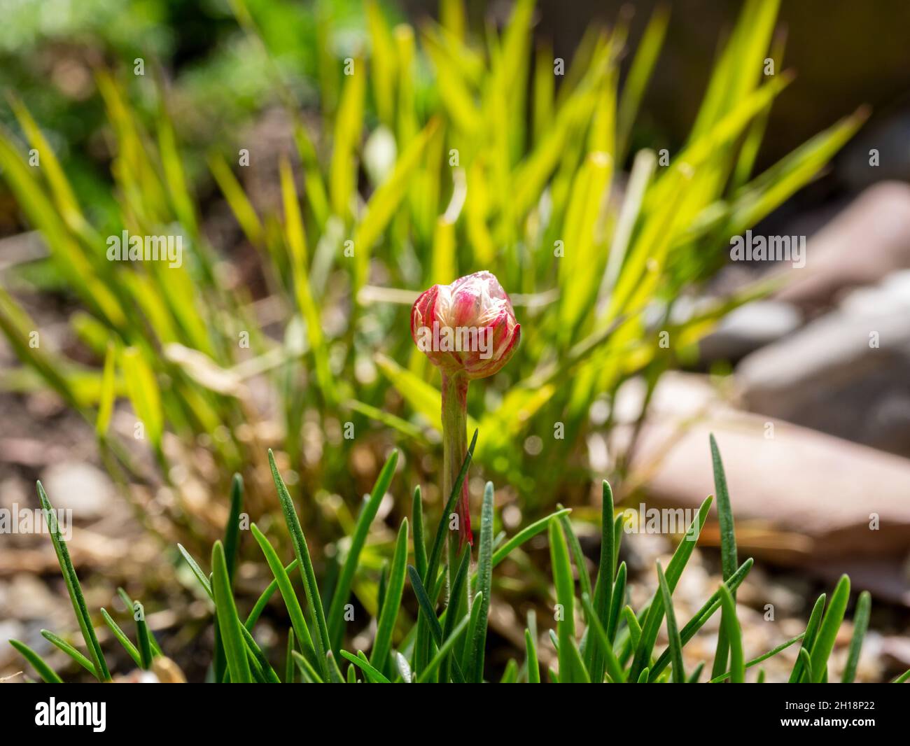 Sea pink or sea thrift, Armeria maritima, close up of new bud growing to flower in springtime, Netherlands Stock Photo