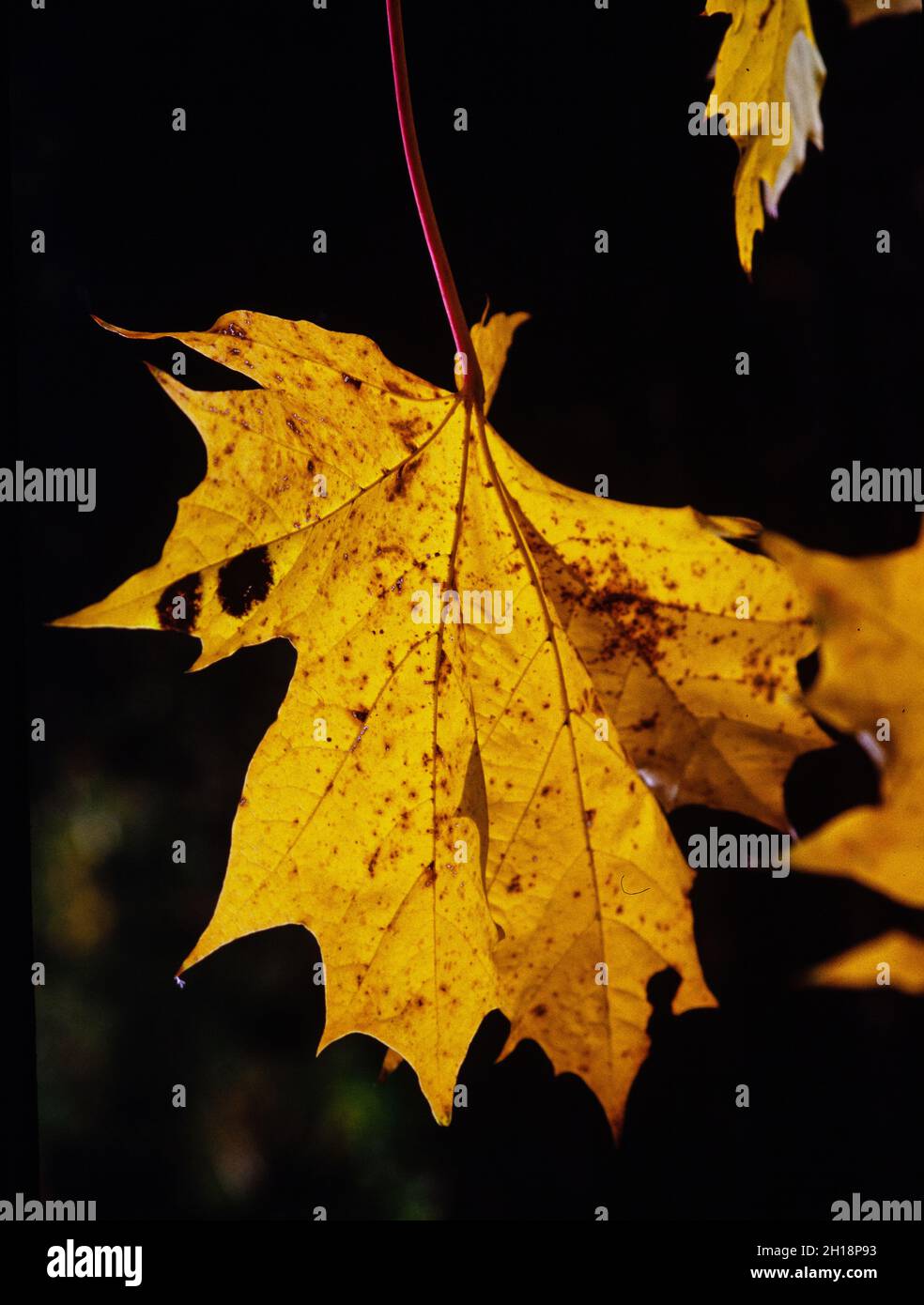Colorful Maple Leaf Stock Photo