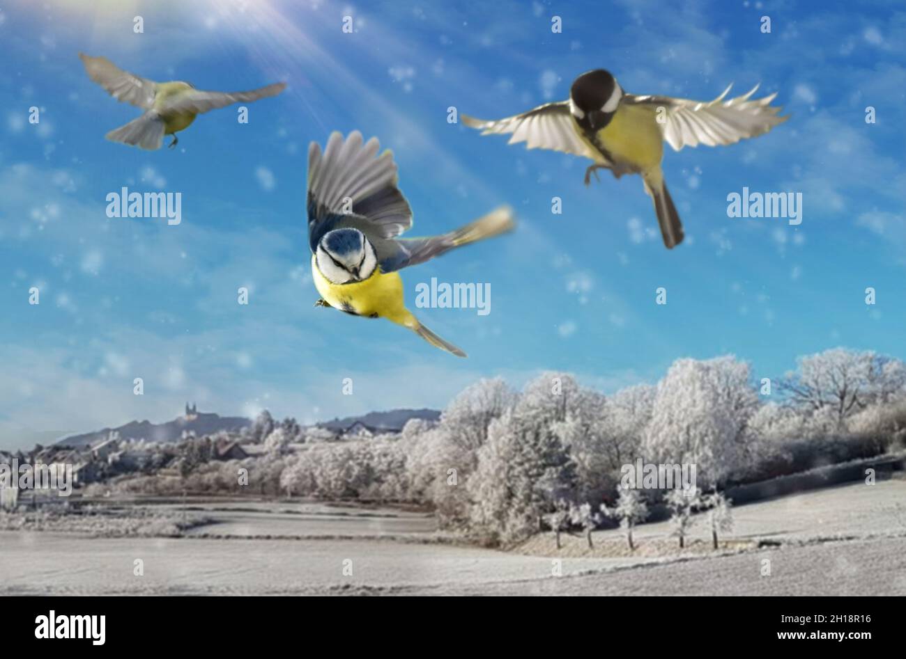 Native bird species in the air while flying Stock Photo