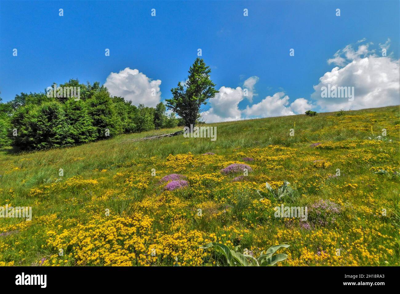 Wildflower moment hi-res stock photography and images - Alamy