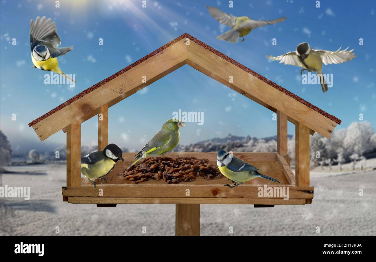 Native bird species in the bird house while feeding Stock Photo