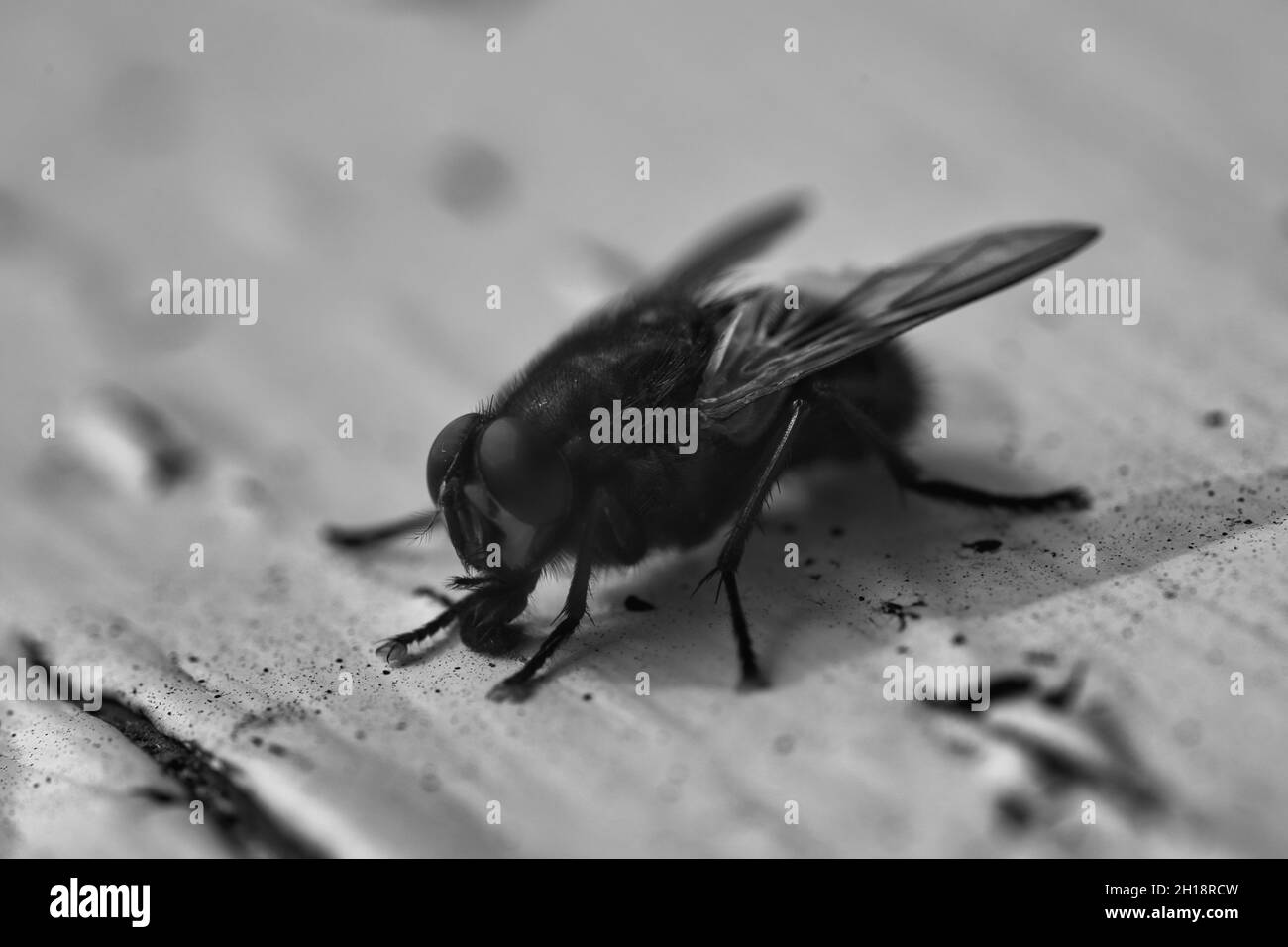 Fly on a Table, macro in black and white Stock Photo