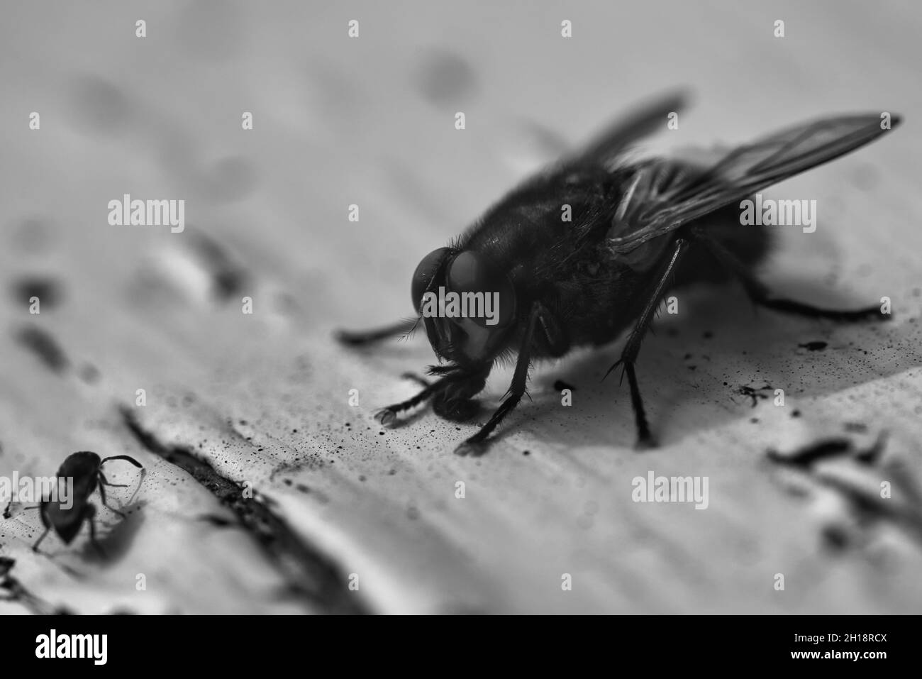 Fly on a Table, macro in black and white Stock Photo