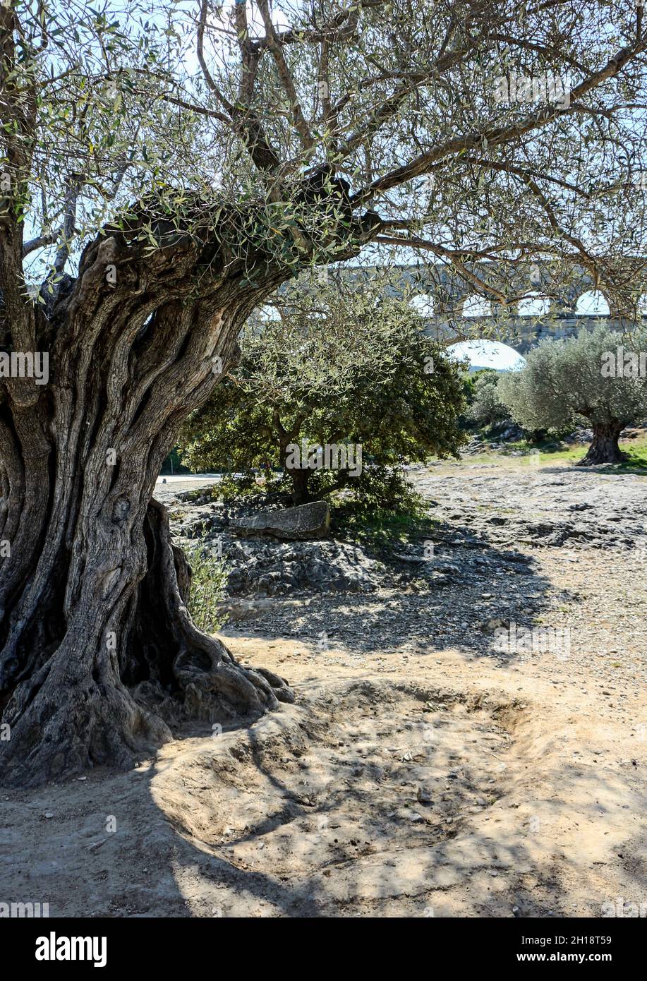 Test Voie Verte from Beaucaire to Pont du Gard (Millenial olive tree near the bridge) Stock Photo