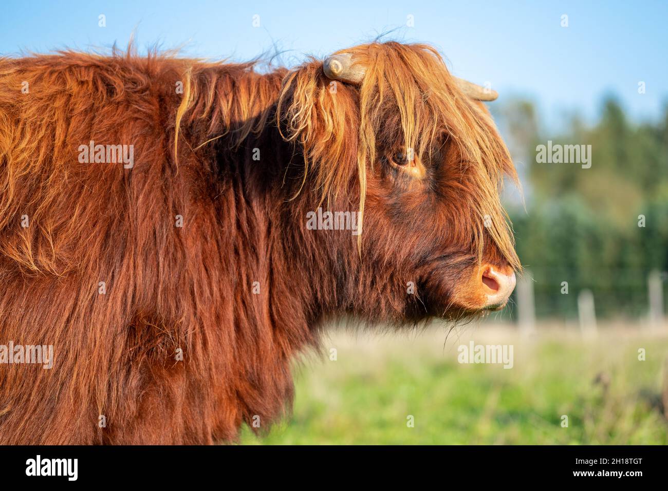 Portrait of a Highland Cattle cow on a meadow Stock Photo - Alamy