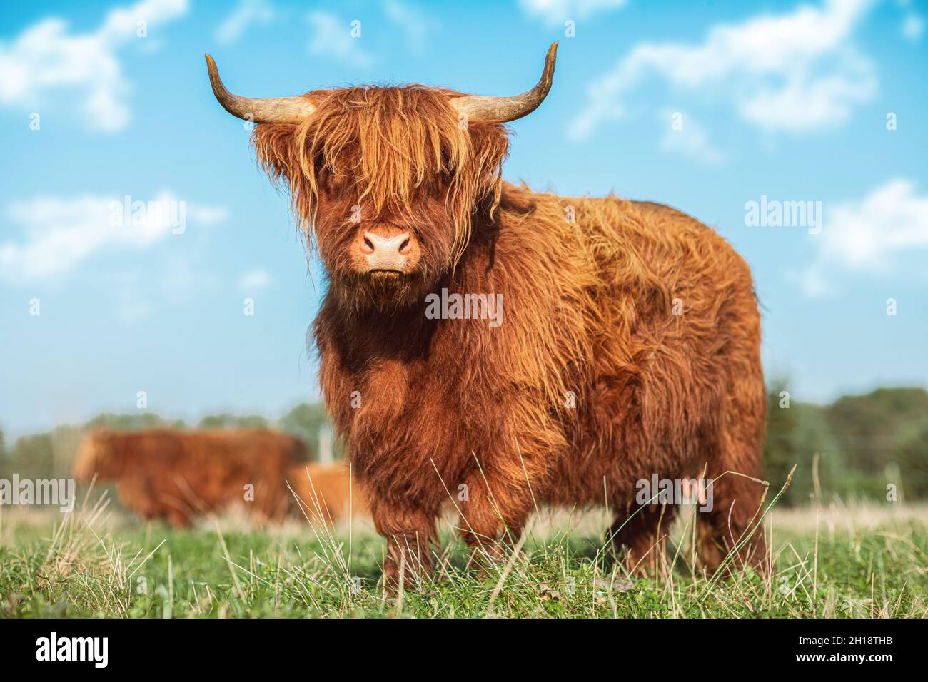 Portrait of a Highland Cattle cow on a meadow Stock Photo - Alamy