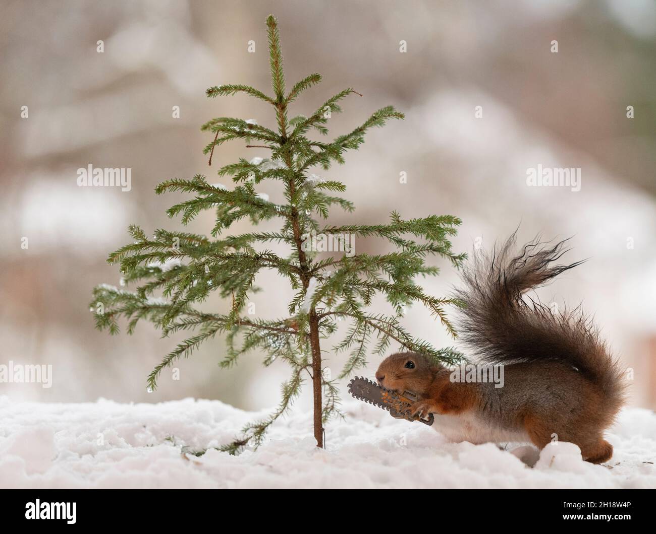 red squirrel is cutting a Christmas tree Stock Photo - Alamy