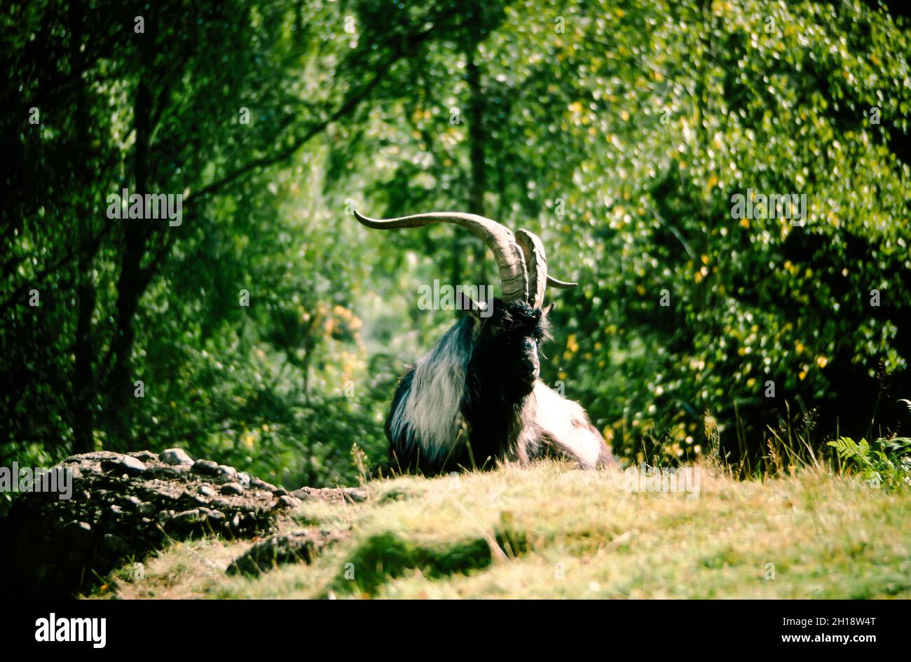 Feral goat with large horns Stock Photo