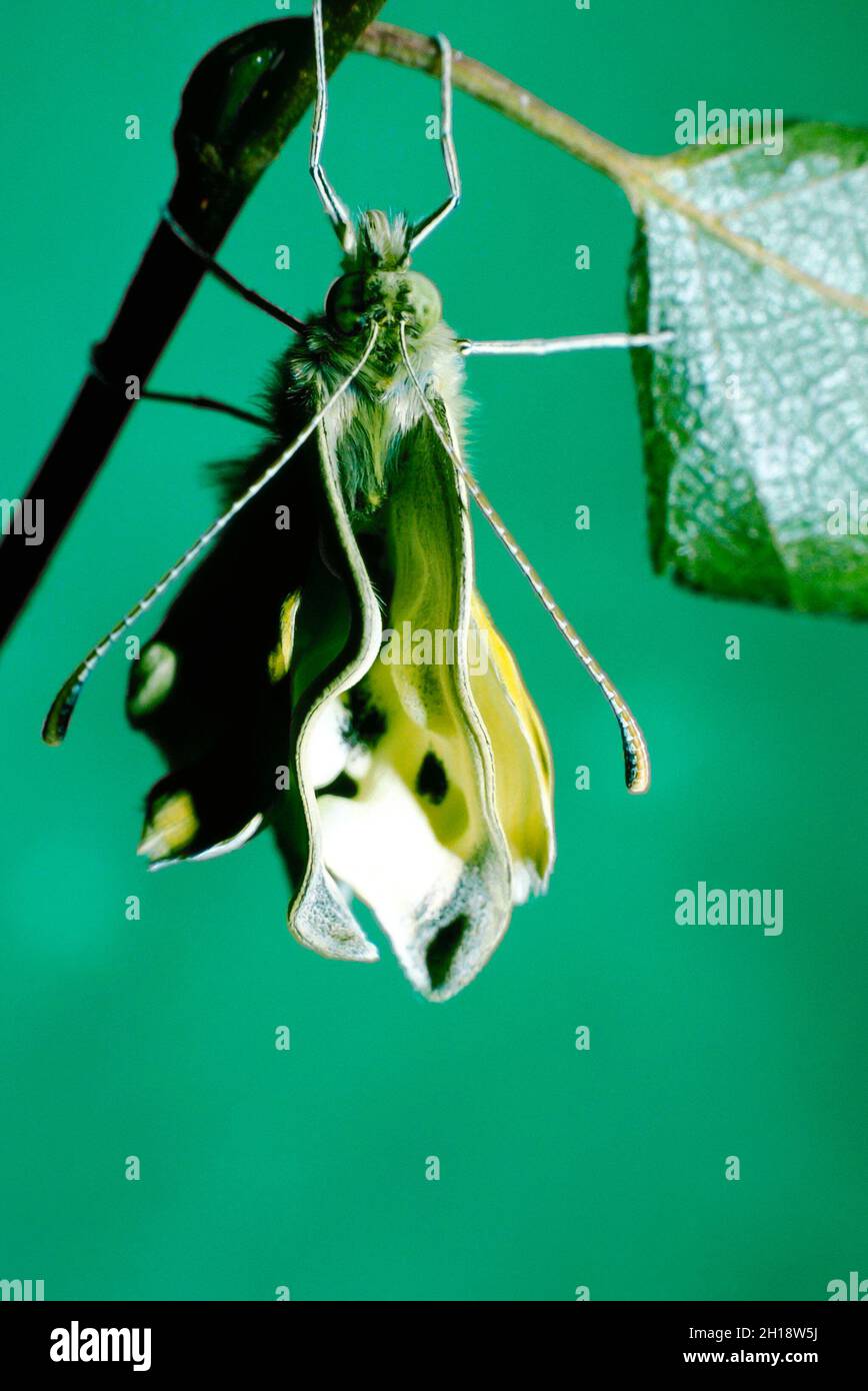 Pieris rapae Small White Cabbage butterfly emerging from chrysalis