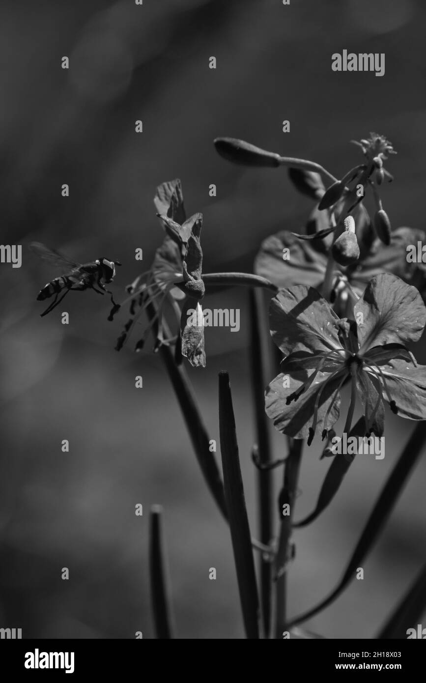 a bee collects nectar from epilobium angustifolium bw, black and white Stock Photo