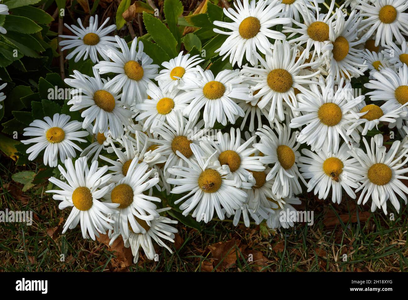 White with yellow centers hi-res stock photography and images - Alamy