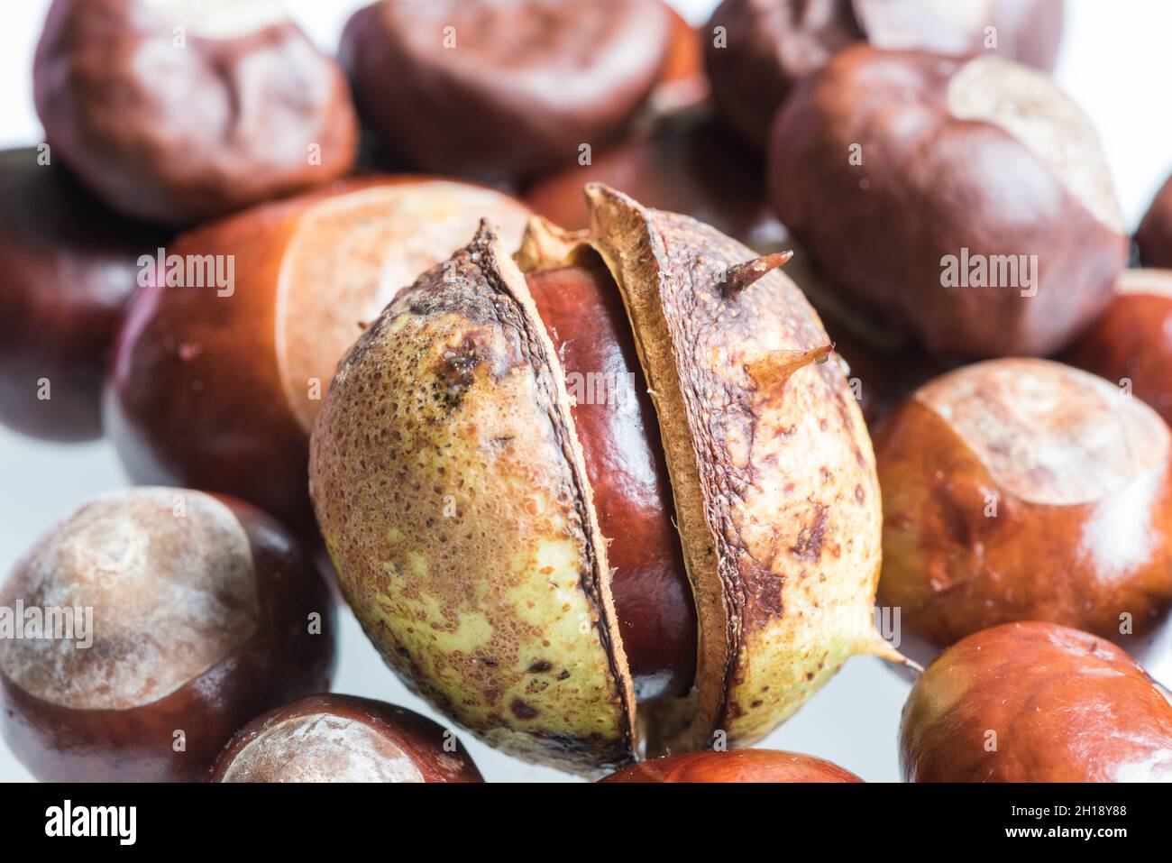A seed from the Horse Chestnut tree (Aesculus hippocastanum) known in the UK as a conker Stock Photo