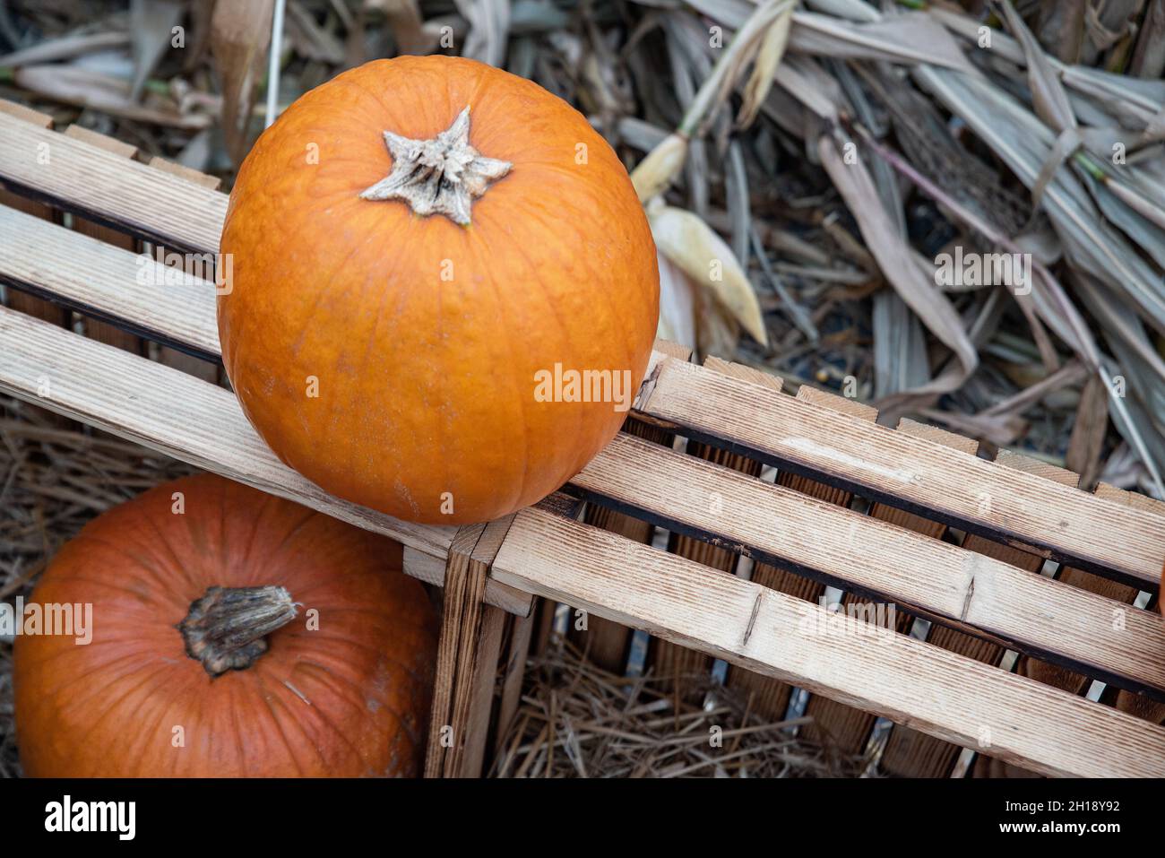Pumpkins on display. Autumn composition of pumpkins and wooden boxes ...