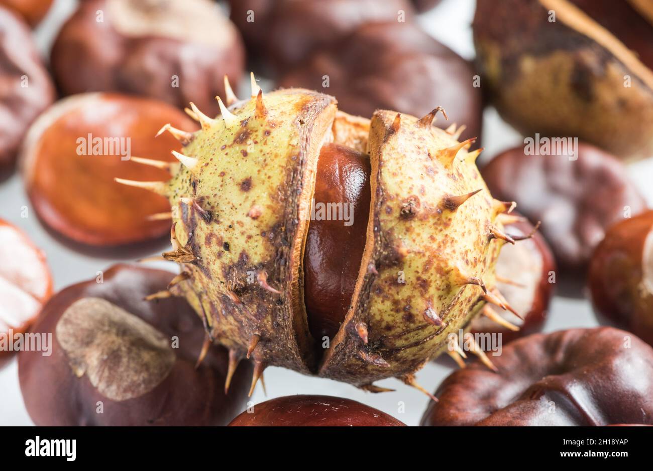 A seed from the Horse Chestnut tree (Aesculus hippocastanum) known in the UK as a conker Stock Photo