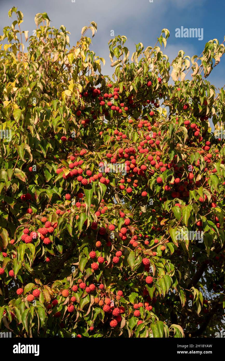 Fruits beautiful hi-res stock photography and images - Alamy