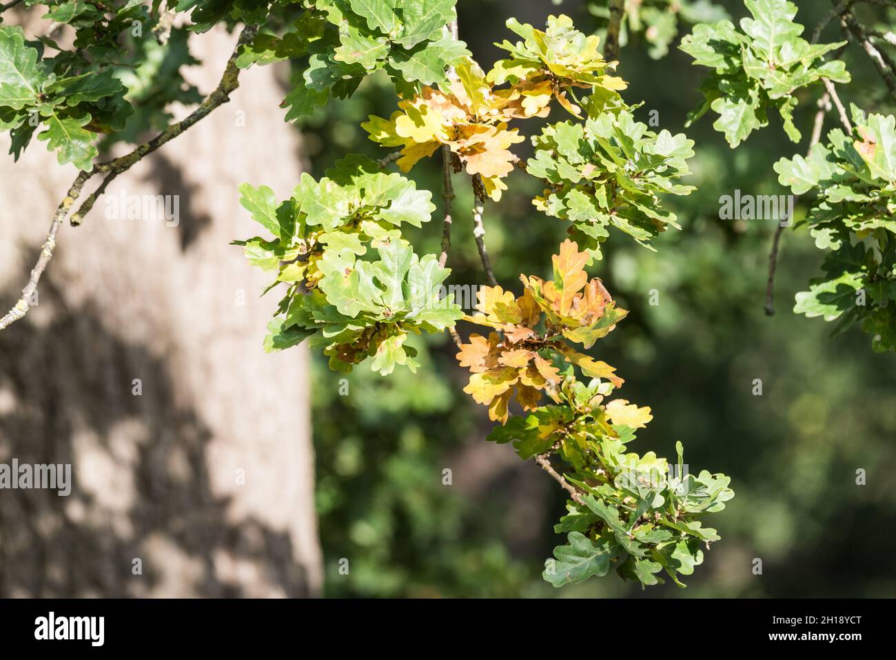 Sunshine on oak leaves hi-res stock photography and images - Alamy