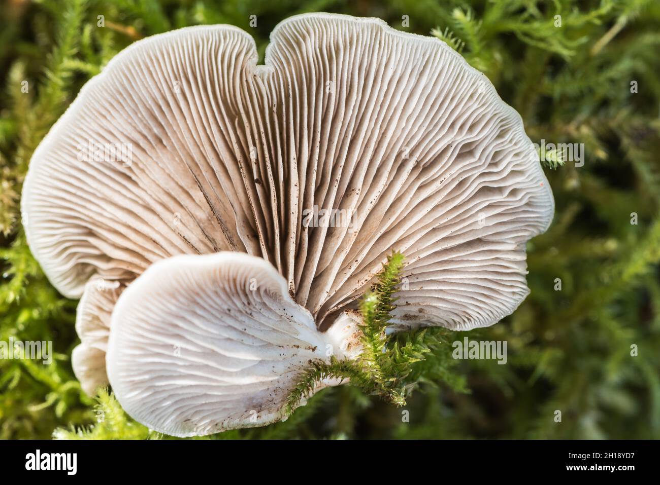 Oysterling (Crepidotus sp.possibly C.mollis) Stock Photo
